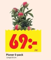 Pioner 5-pack