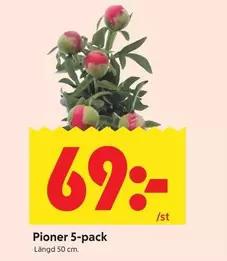 Pioner 5-pack