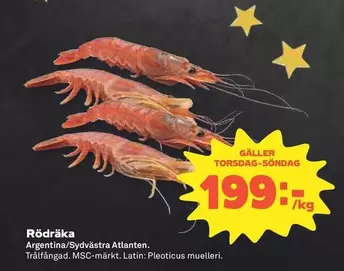 Rödräka