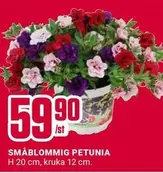 Småblommig Petunia