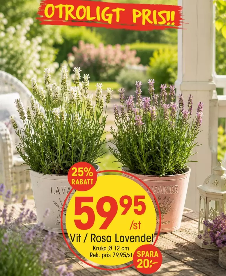 Vit / Rosa Lavendel