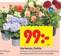 Hortensia, Dahlia