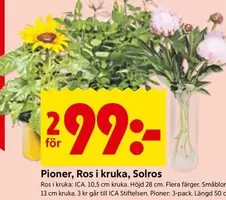 Pioner, Ros i kruka, Solros
