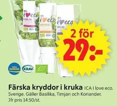 Färska kryddor i kruka