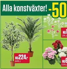 Alla konstväxter!