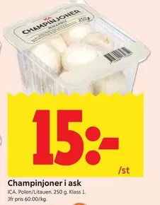 Champinjoner