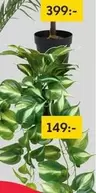 Plant