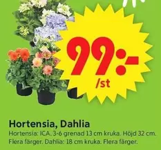 Hortensia, Dahlia