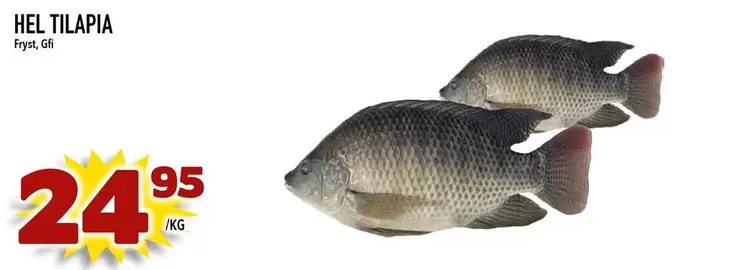 HEL TILAPIA