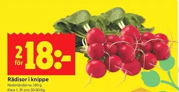 Rädisor i knippe