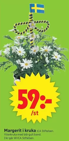 Margerit i kruka