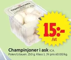 Champinjoner