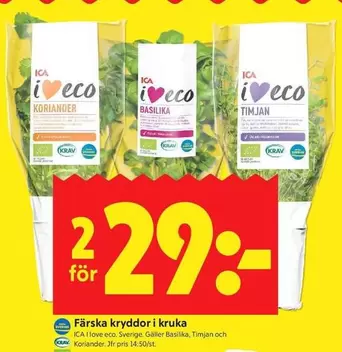 Färska kryddor i kruka