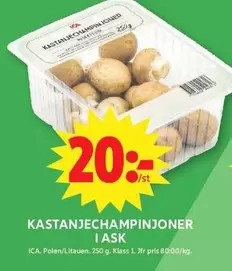 Kastanjechampinjoner