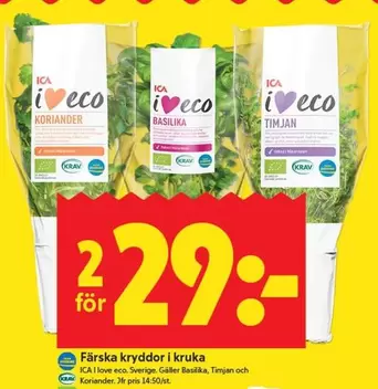 Färska kryddor i kruka