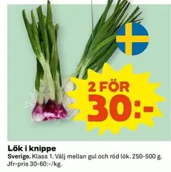 Lök i knippe