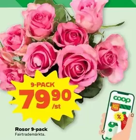 Coop - Rosor