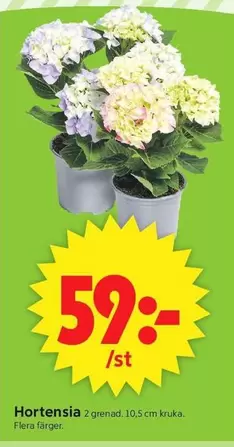Hortensia