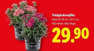 Trädgårdsnejlika