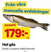 Hel gös Sander Luciopera
