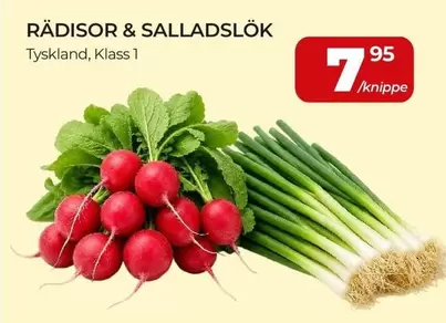 RÄDISOR & SALLADSLÖK