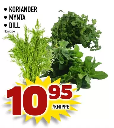 Koriander, Mynta, Dill