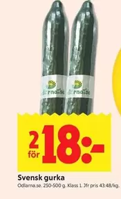 Svensk gurka