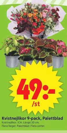 Kvistnejlikor 9-pack, Palettblad