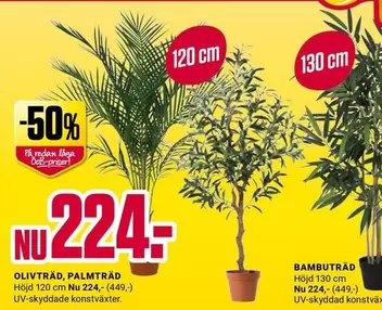 OLIVTRÄD, PALMTRÄD, BAMBUTRÄD