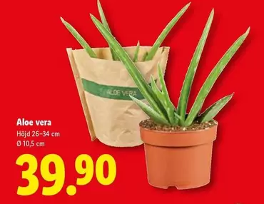 Aloe vera