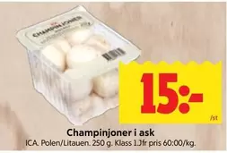 Champinjoner i ask