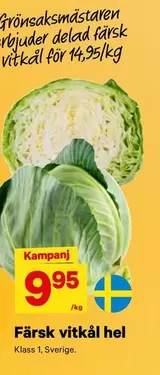 Färsk vitkål hel