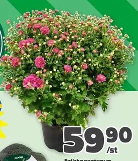 Coop - Bollekrysantemum