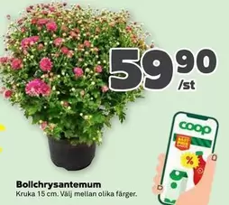 Coop - Bolichrysanthemum