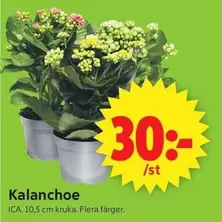 Kalanchoe