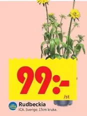 Rudbeckia
