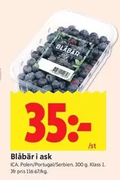 Blåbär