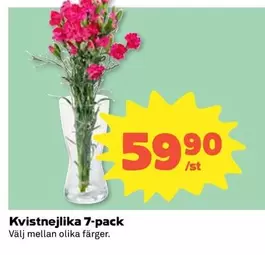 Kvistnejlika 7-pack