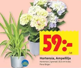 Hortensia, Ampellilja