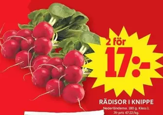 RÄDISOR I KNIPPE
