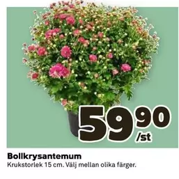 Bollkrysantemum