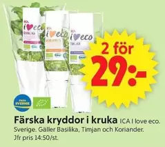 Färska kryddor i kruka