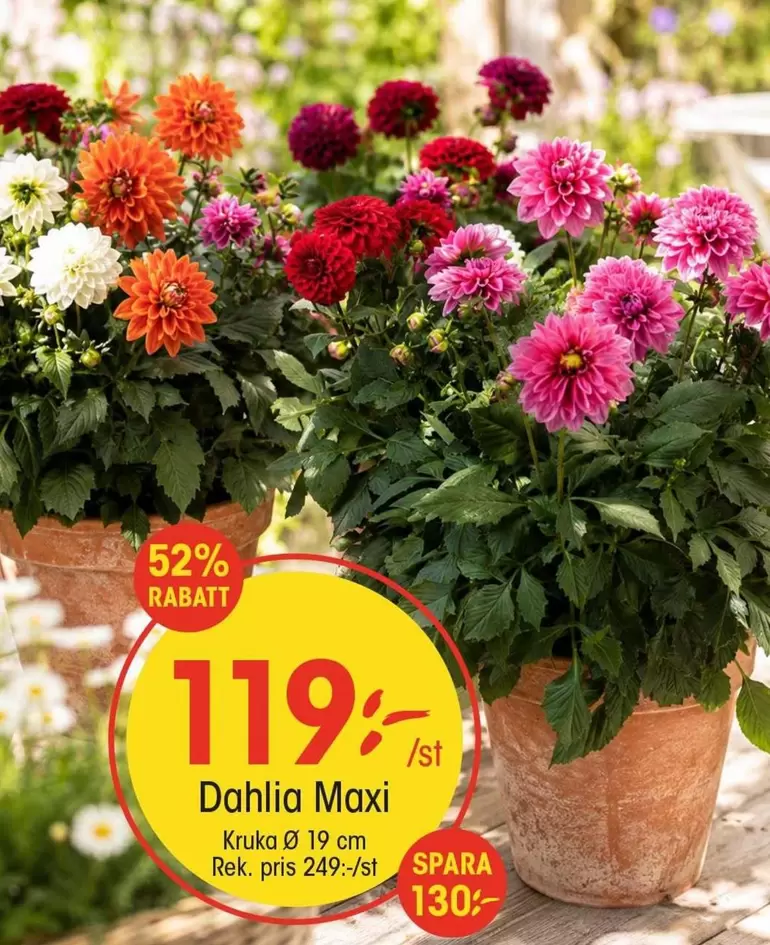 Dahlia Maxi Kruka