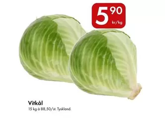 Vitkål