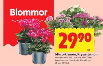 Minicyklamen, Krysantemum