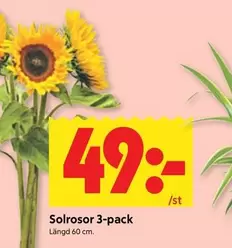 Solrosor