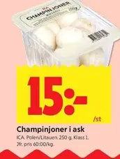 Champinjoner i ask