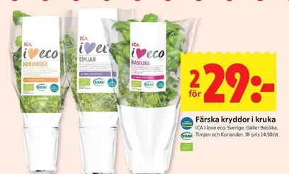 Färska kryddor i kruka