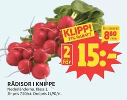 RÄDISOR I KNIPPE