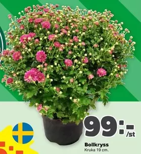Bollkryss Kruka 19 cm